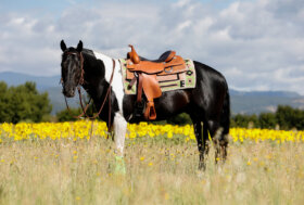 ⭐ Approfitta dei BUONI SCONTO ⭐ Voglia di Novità? Ne abbiamo Tante…