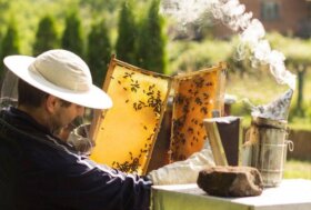 Vacanze 2026, è caccia ad api e alveari. Così in Italia esplode l’apiturismo