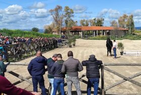 Ippica e allevamento: sabato alle 11 presentazione degli stalloni organizzata dall’agenzia Asvi nel centro di Su Padru-Ozieri