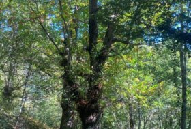 21 marzo, la Giornata internazionale delle foreste ci ricorda l’importanza degli alberi per la nostra vita