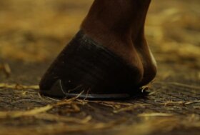 Sei al Derby di Cremona? Passa allo stand Ecoplus