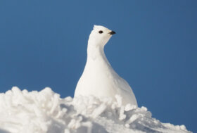 Uccelli di montagna: unici e a rischio a causa della vulnerabilità climatica