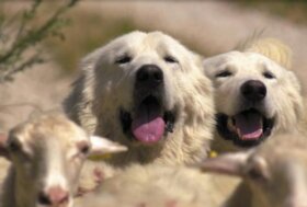 Il pastore come custode della Biodiversità e la gestione dei predatori selvatici