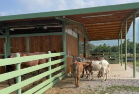 Non solo cavalli… box per animali da fattoria, esotici e selvatici
