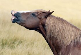 Finché un cavallo pascola, il paesaggio è vivo. Poi resteremo a guardare le cartoline.