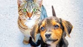 Gaia Animali E Ambiente: Parlamento EU approva norme di tutela per Cani e Gatti! orgogliosi di aver contribuito!