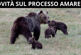 Processo Amarena: cosa sta succedendo ora