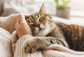 12 segni che dimostrano che il tuo gatto ti vuole bene