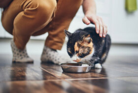 Petfood, boom del mercato globale a 200 miliardi entro il 2034 (+48%): dal “longevity feeding” al “pet biohacking”, ecco i 10 trend del futuro
