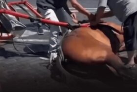 Cavallo crolla sotto il sole: abolire le botticelle?