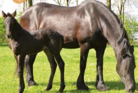 Fai uscire i tuoi animali al pascolo in modo sicuro: controlla le tue recinzioni!